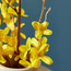 Forsythia Spray Artificial Flowers - 91 cms-household-gardenandoutdoor-artificialflowersandplants-stems-image-3