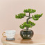 Bonsai Tree with Pot - 33 cm-binpromo_KSA_Alrajhi_17062026-image-1