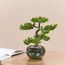 Bonsai Tree with Pot - 33 cm-binpromo_KSA_Alrajhi_17062026-image-2