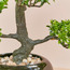 Bonsai Tree with Pot - 33 cm-binpromo_KSA_Alrajhi_17062026-image-4