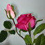 باقة ورد من ريل تتش - 89 سم-household-gardenandoutdoor-artificialflowersandplants-stems-image-2