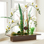 Orchid in Pot -binpromo_ALLBANKS_OMN_14032025-image-1