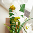 Orchid in Pot -binpromo_ALLBANKS_OMN_14032025-image-2