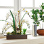 Orchid in Pot -binpromo_ALLBANKS_OMN_14032025-image-4