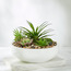 Mixed Succulents in Pot - 22 cm-household-gardenandoutdoor-artificialplants-succulents-image-1