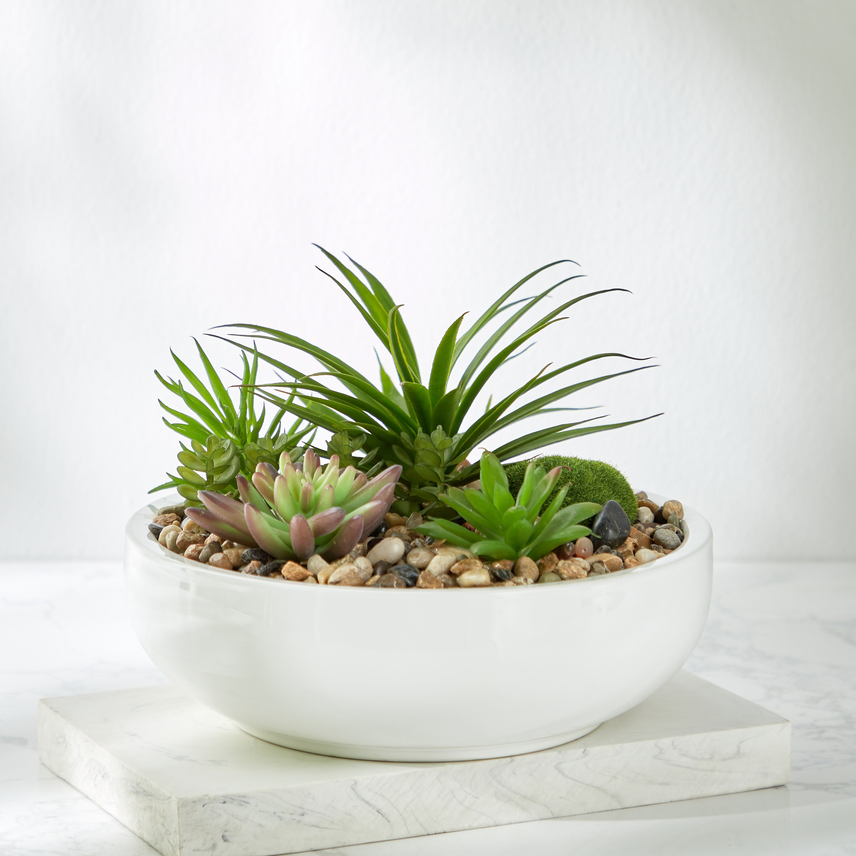 Mixed Succulents in Pot - 22 cm