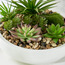Mixed Succulents in Pot - 22 cm-household-gardenandoutdoor-artificialplants-succulents-image-2