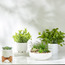 Mixed Succulents in Pot - 22 cm-household-gardenandoutdoor-artificialplants-succulents-image-3