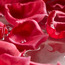 بتلات ورد عائمة-binpromo_KSA_Alrajhi_17062026-image-2