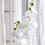 زهور أوركيد في إناء - 70 سم-household-gardenandoutdoor-artificialflowersandplants-flowers-image-3
