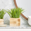 Grass Artificial Plant with Vase-furniture-storage-bedroomstorage-storagesafes-image-1