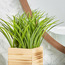 Grass Artificial Plant with Vase-furniture-storage-bedroomstorage-storagesafes-image-3