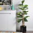 Fiddle Tree - 150 cms-household-gardenandoutdoor-trees-image-1
