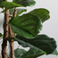 Fiddle Tree - 150 cms-household-gardenandoutdoor-trees-image-2