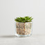 Pomona Mini Succulent on Square Glass Pot - 9 cms-staff_HC_OM_discountpromo_20042020-image-1