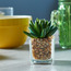 Pasadena Mini Succulent on Square Glass Pot-household-gardenandoutdoor-artificialplants-succulents-image-1