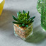 Pasadena Mini Succulent on Square Glass Pot-household-gardenandoutdoor-artificialplants-succulents-image-2