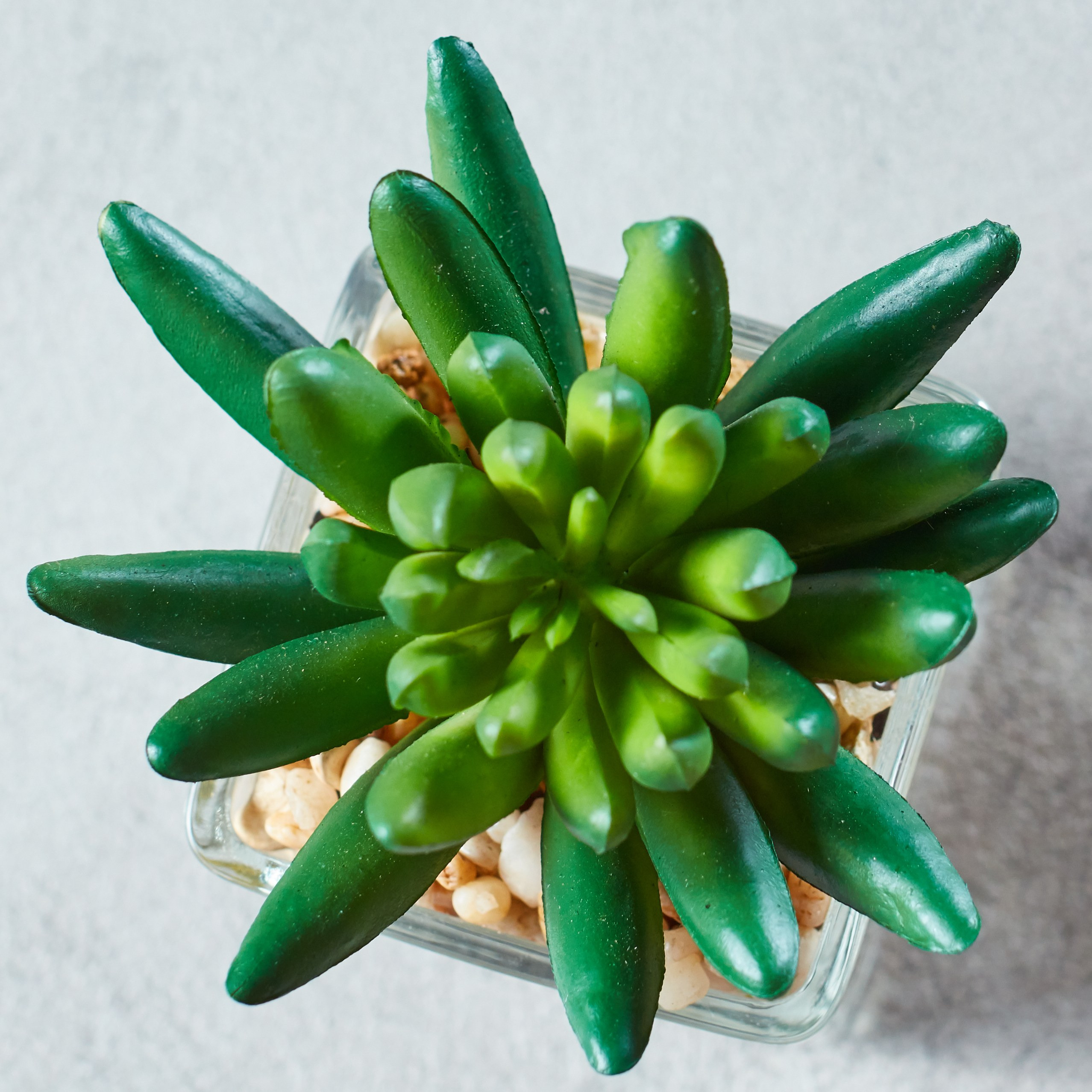 Pasadena Mini Succulent on Square Glass Pot-household-gardenandoutdoor-artificialplants-succulents-image-3