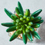 Pasadena Mini Succulent on Square Glass Pot-household-gardenandoutdoor-artificialplants-succulents-image-3