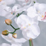 Mystic Orchid in Ceramic Pot - 52 cm-household-gardenandoutdoor-artificialflowersandplants-flowers-image-2