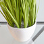 Cat Tail Bush Artificial Plant in Pot - 84 cm-household-gardenandoutdoor-artificialplants-pottedplants-image-3