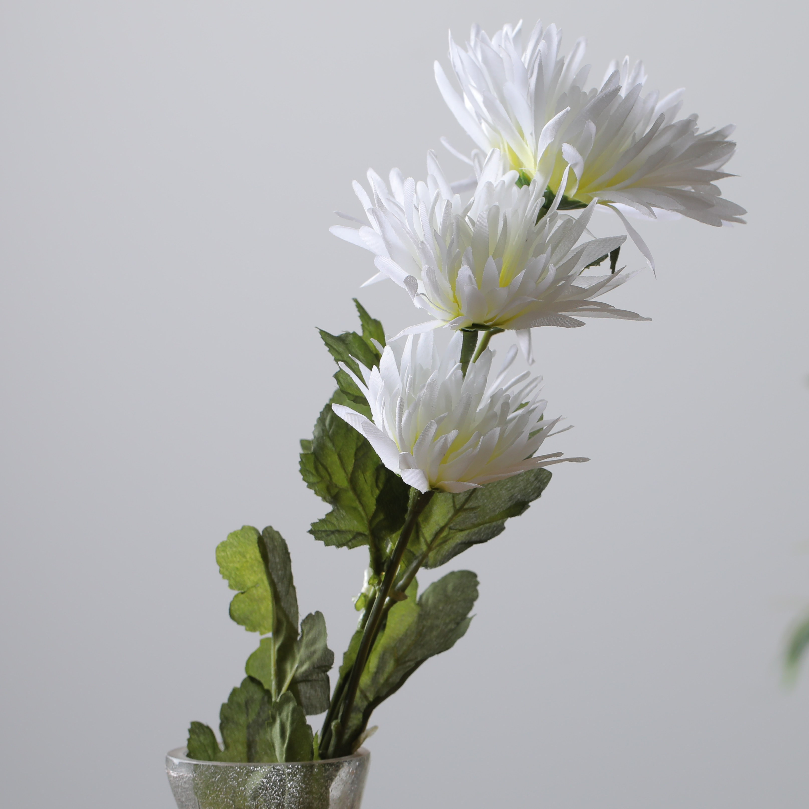 ARABIA エステリ \"Chrysanthemum leucanthemum\" ARABIA エステリ Chrysanthemum leucanthemum