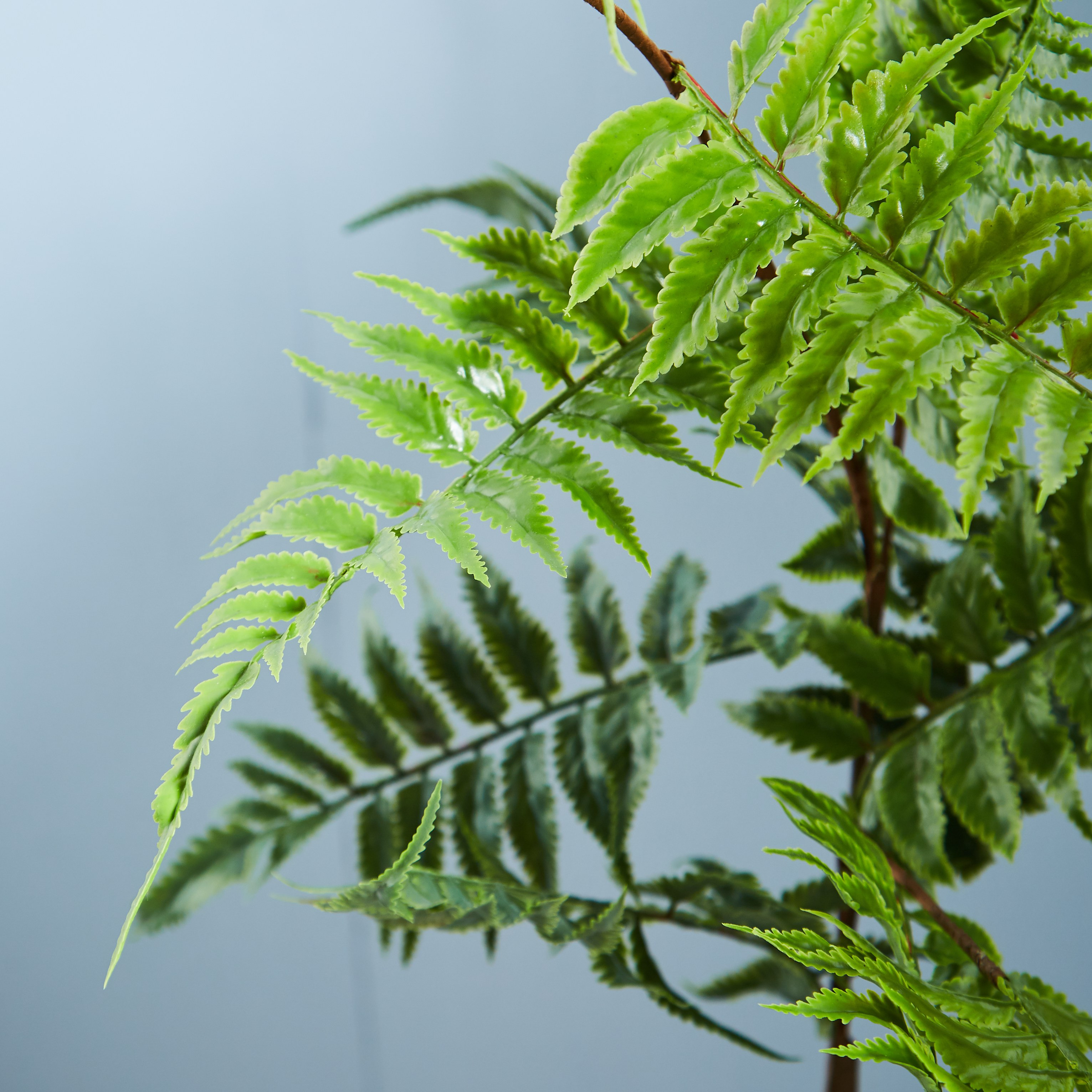 Davallia Formosana Leaf Spray  - 105 cms-household-gardenandoutdoor-artificialflowersandplants-flowers-image-2