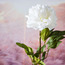 Peony Single Stem Flower-household-gardenandoutdoor-artificialflowersandplants-stems-image-2