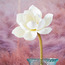 Magnolia Single Stem Lavender Flower - 51 cms-household-gardenandoutdoor-artificialflowersandplants-stems-image-5