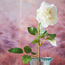 Rose Single Stem Flower - 56 cms-binpromo_ALLBANKS_OMN_14032025-image-2