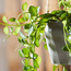 Vine with Hanging Pot-household-gardenandoutdoor-artificialplants-pottedplants-image-2