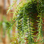 كرمة مع إناء زرع معلق-household-gardenandoutdoor-artificialplants-pottedplants-image-2