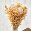 إناء زرع عشب الأفانا مزيّن-household-gardenandoutdoor-artificialflowersandplants-fillers-image-2