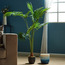 Fan Palm Tree - 160 cm-household-gardenandoutdoor-trees-image-1