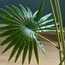 Fan Palm Tree - 160 cm-household-gardenandoutdoor-trees-image-3