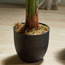 Fan Palm Tree - 160 cm-household-gardenandoutdoor-trees-image-4