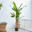 Triple Banana Tree - 150 cm-household-gardenandoutdoor-trees-image-1