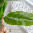 Triple Banana Tree - 150 cm-household-gardenandoutdoor-trees-image-2