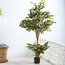 Fortress Ficus Tree - 150 cm-household-gardenandoutdoor-trees-image-1