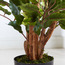 Fortress Ficus Tree - 150 cm-household-gardenandoutdoor-trees-image-2