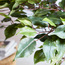 Fortress Ficus Tree - 150 cm-household-gardenandoutdoor-trees-image-3