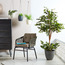 Fortress Ficus Tree - 150 cm-household-gardenandoutdoor-trees-image-4