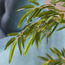 شجرة خيزران صغيرة - 180 سم-household-gardenandoutdoor-trees-image-4
