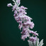 Flocked Delphinium Lavender - 88 cm-household-gardenandoutdoor-artificialflowersandplants-stems-image-3
