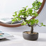 Aura Bonsai Tree in Pot - 36 cm-household-gardenandoutdoor-artificialplants-bonsai-image-1