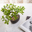 Aura Bonsai Tree in Pot - 36 cm-household-gardenandoutdoor-artificialplants-bonsai-image-2