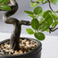 Aura Bonsai Tree in Pot - 36 cm-household-gardenandoutdoor-artificialplants-bonsai-image-3