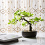 Aura Bonsai Tree in Pot - 36 cm-household-gardenandoutdoor-artificialplants-bonsai-image-4