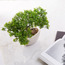Rhyne Bonsai Tree in Pot - 25 cm-household-gardenandoutdoor-artificialplants-bonsai-image-2