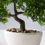 Rhyne Bonsai Tree in Pot - 25 cm-household-gardenandoutdoor-artificialplants-bonsai-image-3